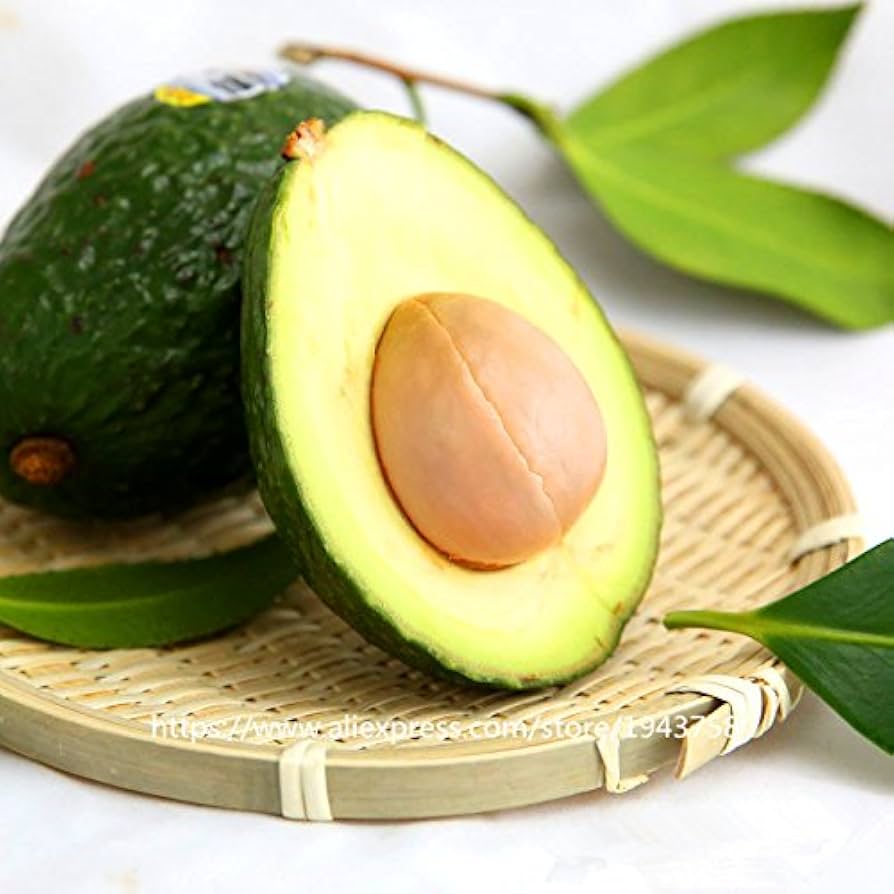 Mixed avocado seeds (Persea americana Mill) yielding a variety of green-skinned avocado plants with rich, creamy fruit